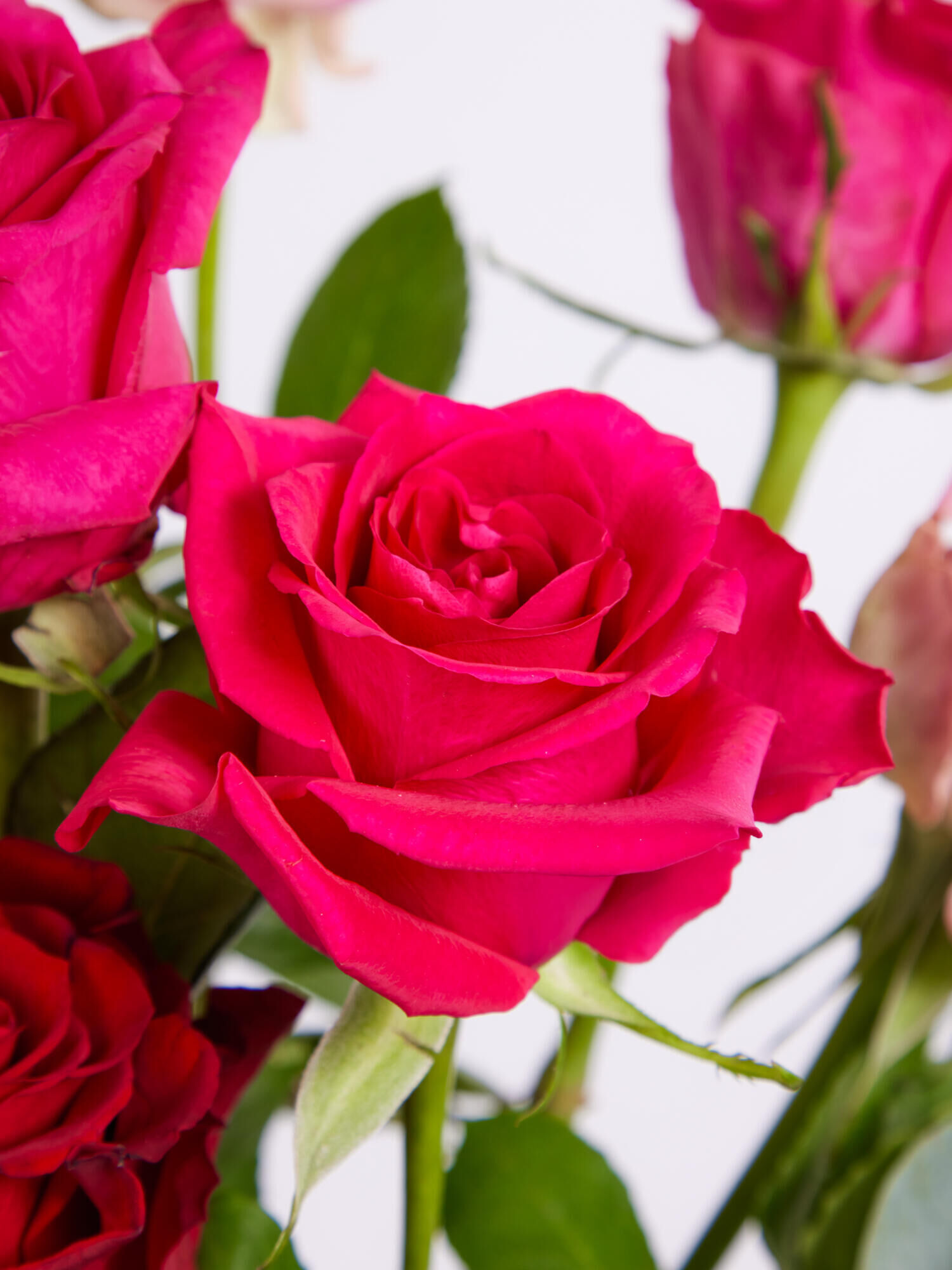 rose, Blume, Pink, Blüte, Petalen