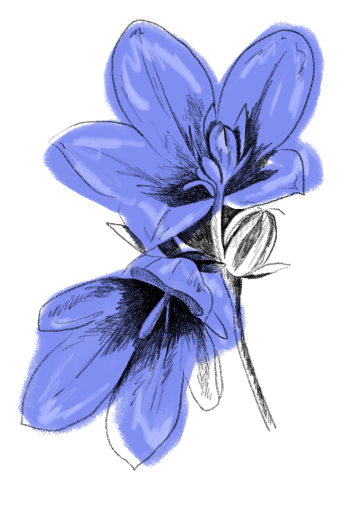 Glockenblume