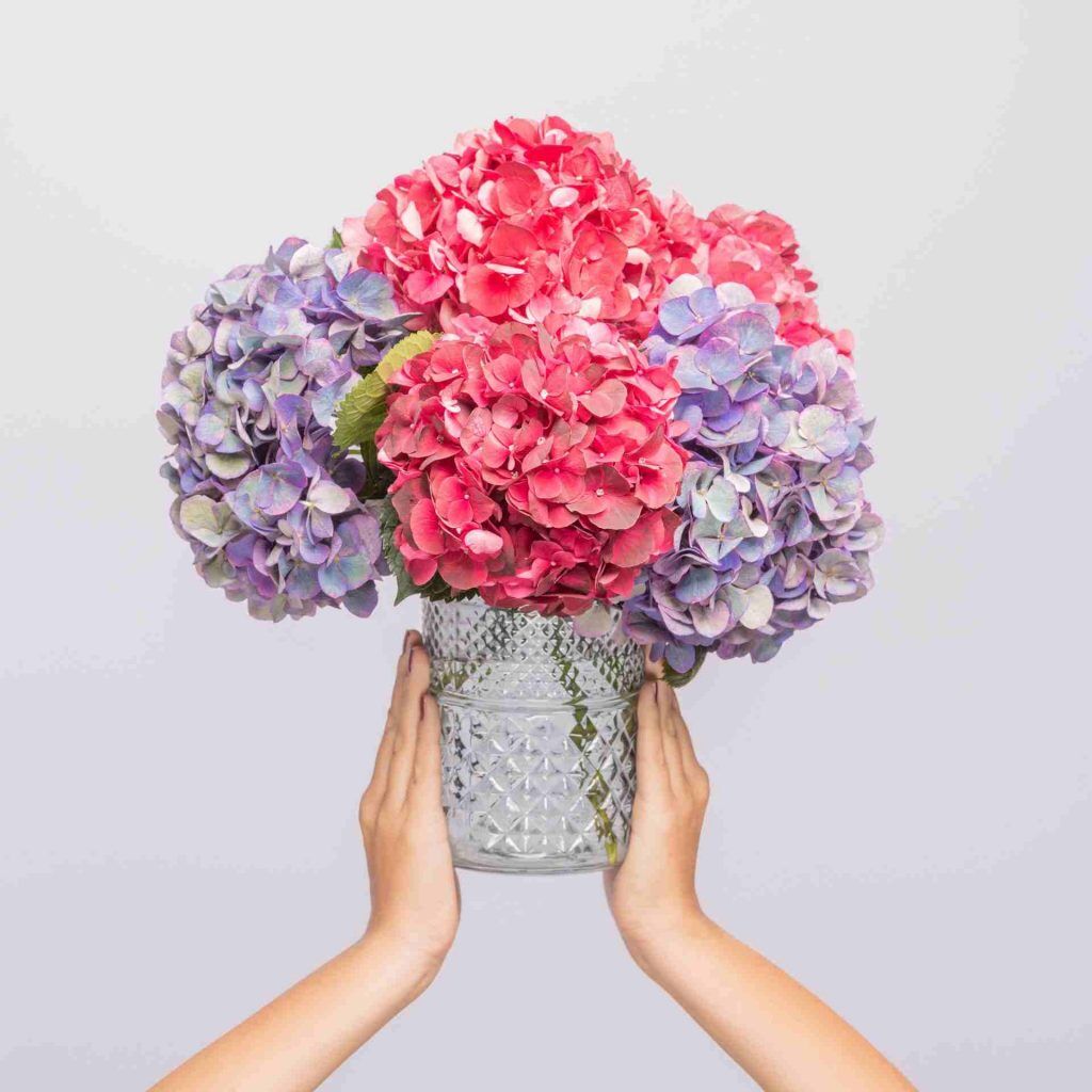 Rosa und Lila Hortensien