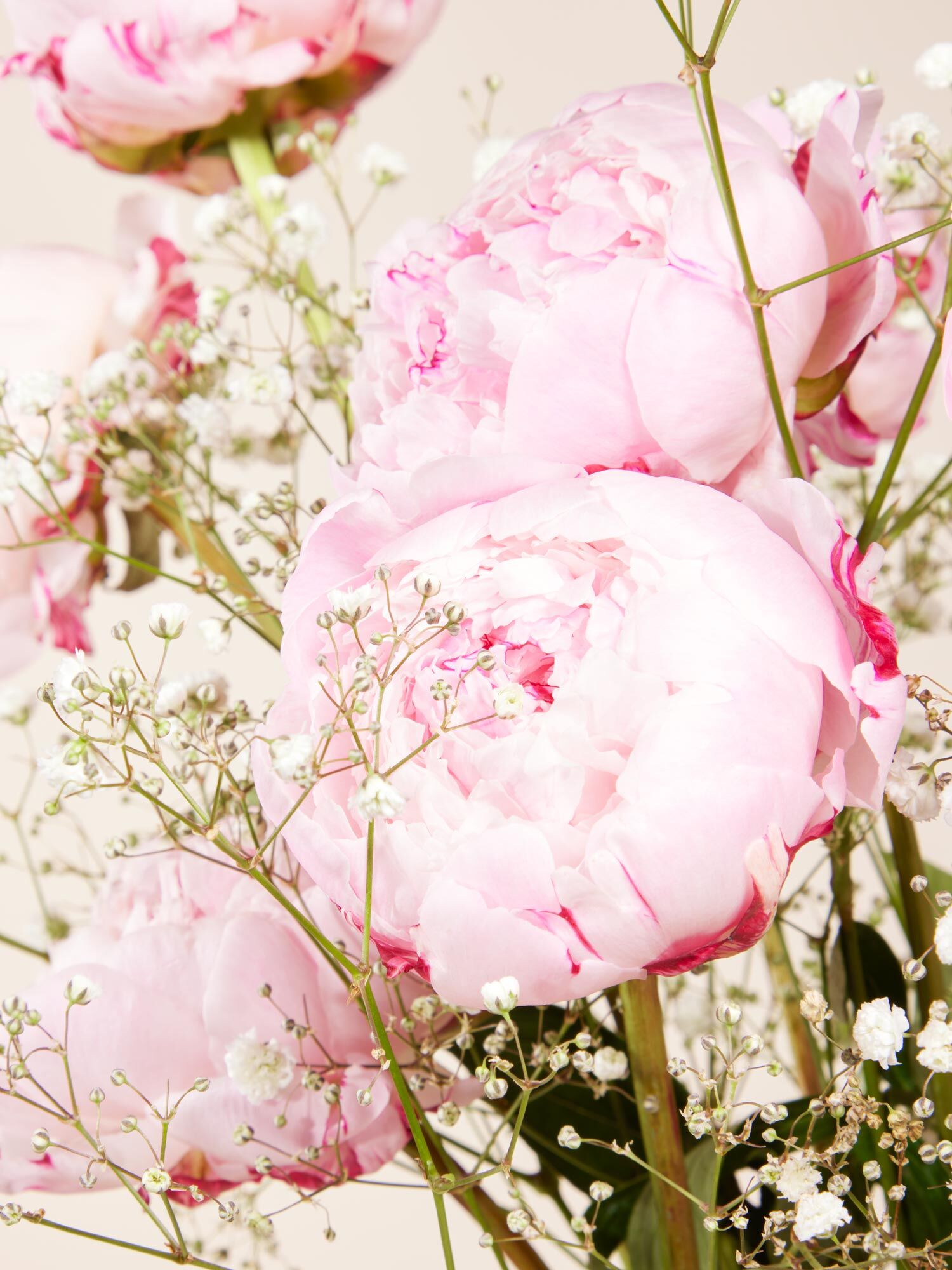 Blume, Rose, Blumen-Arrangement, Blumenstrauß, Blütenblatt