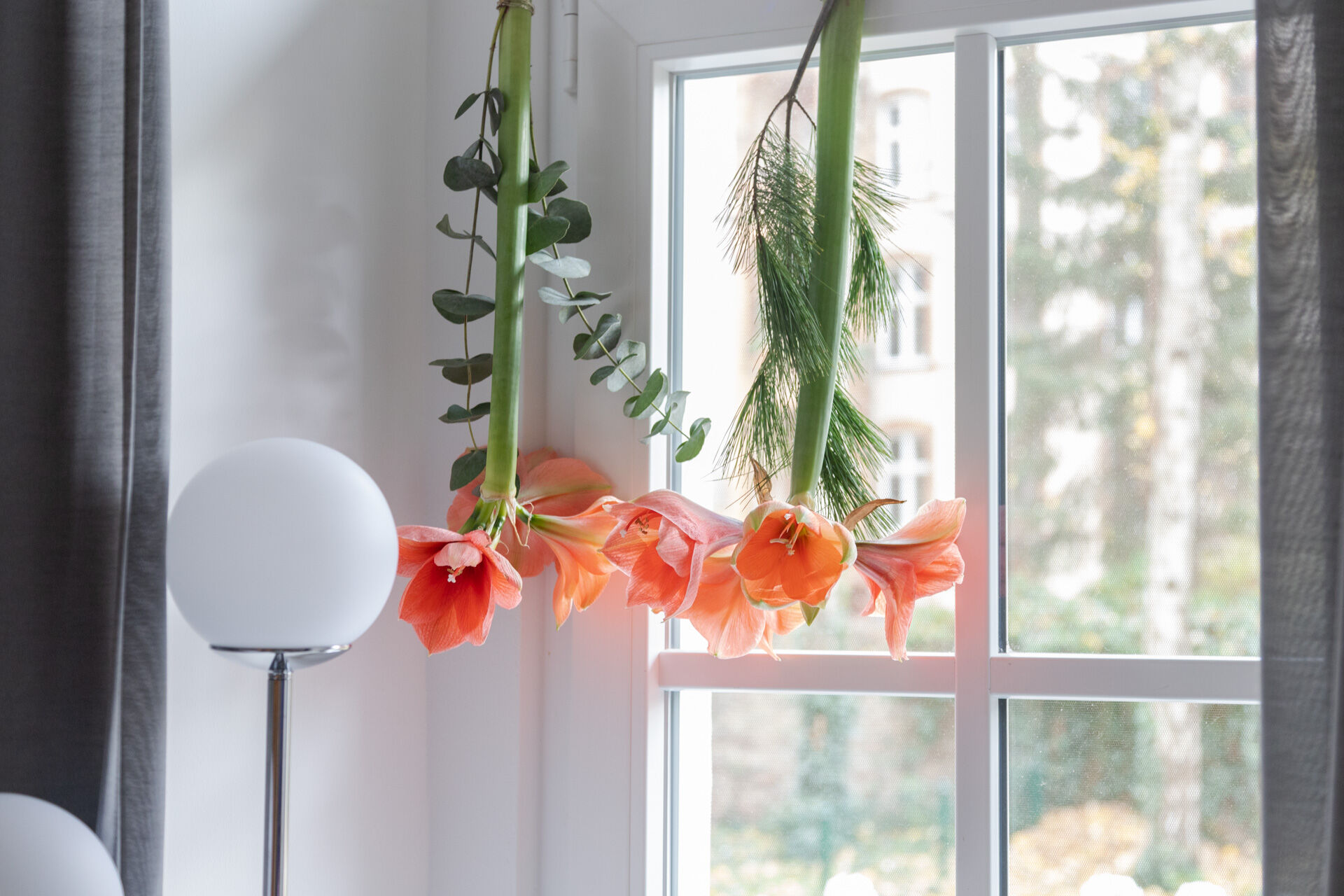 DIY: hängende Amaryllis