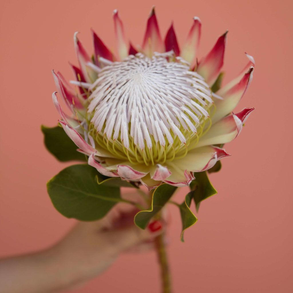 Protea