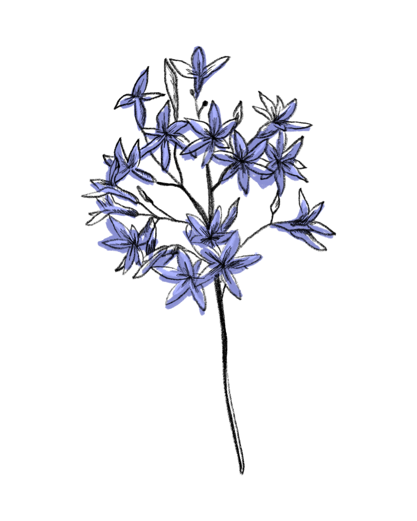 Scilla