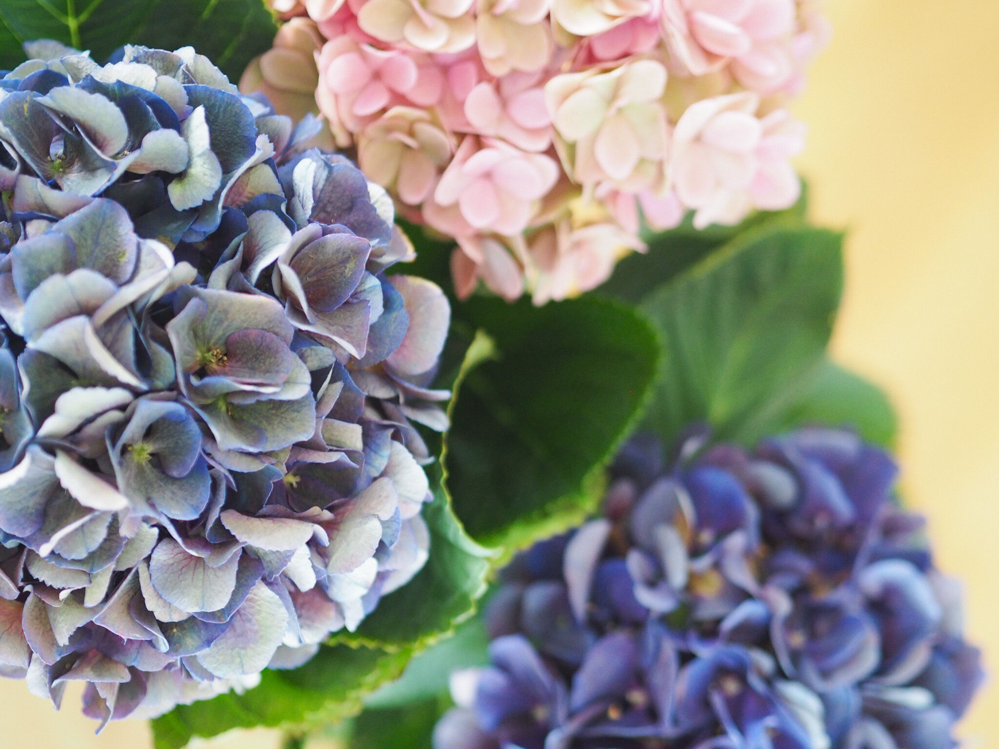 Nahaufnahme von Hortensienblüten in Blau und Rosa