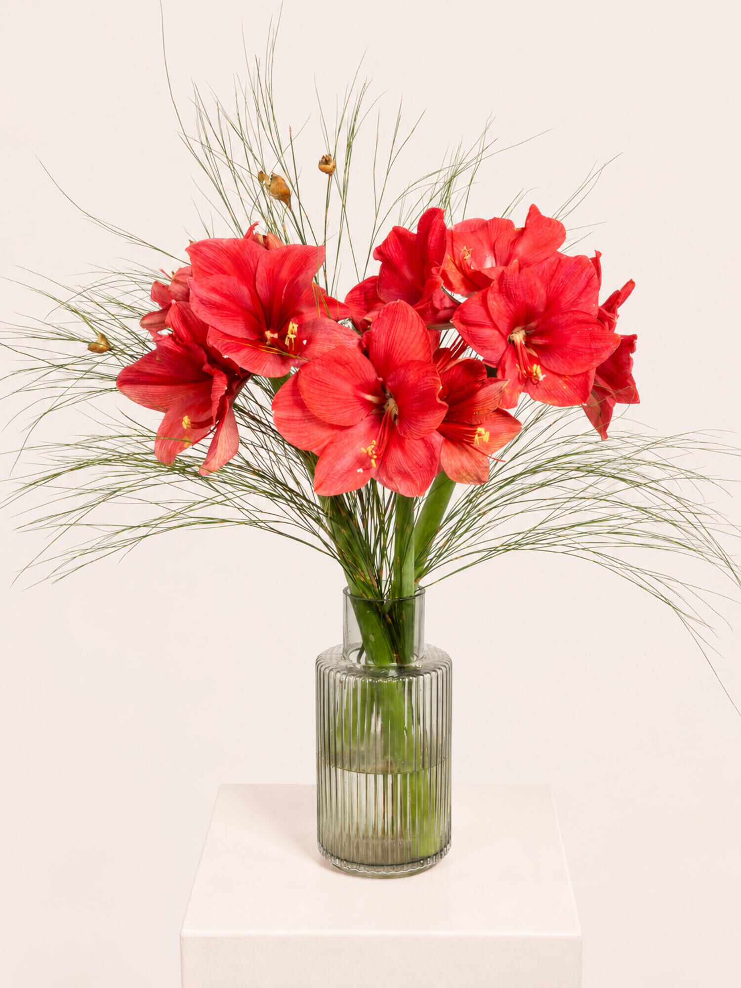 Blumenstrauß, rote Amaryllis, Glasvase, Rillenglas, Ziergras