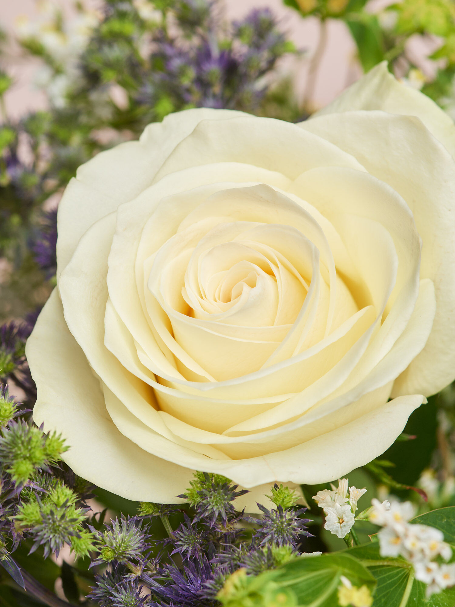 Blütenfest Blume, Rose, Blumen-Arrangement, Blumenstrauß, Blütenblatt