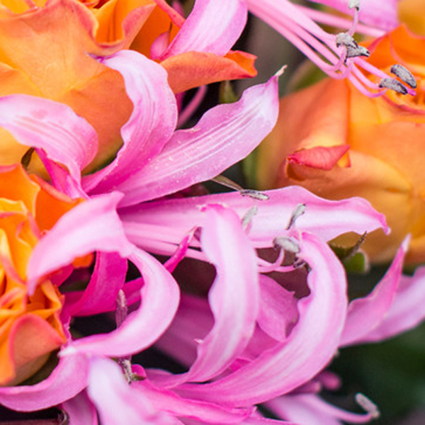 Nerine (Guernseylilien)