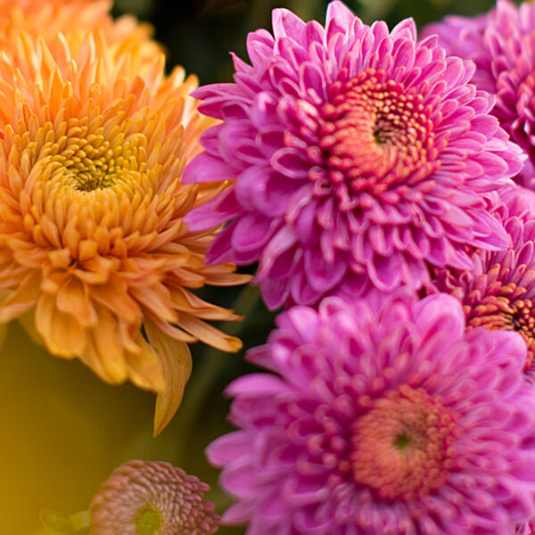 Schnittblumenpflege für den Herbst - Chrysanthemen