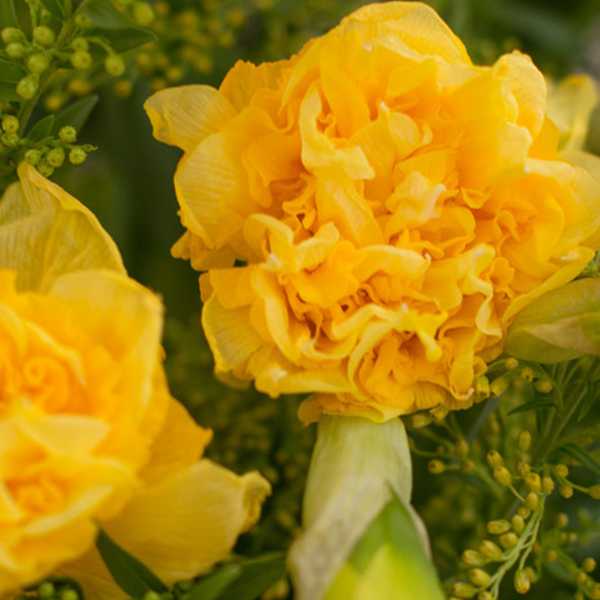 Narzissen: Frühlingserwachen mit duftenden Blumen