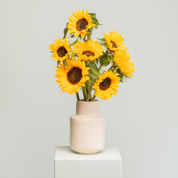 Sonnenblume