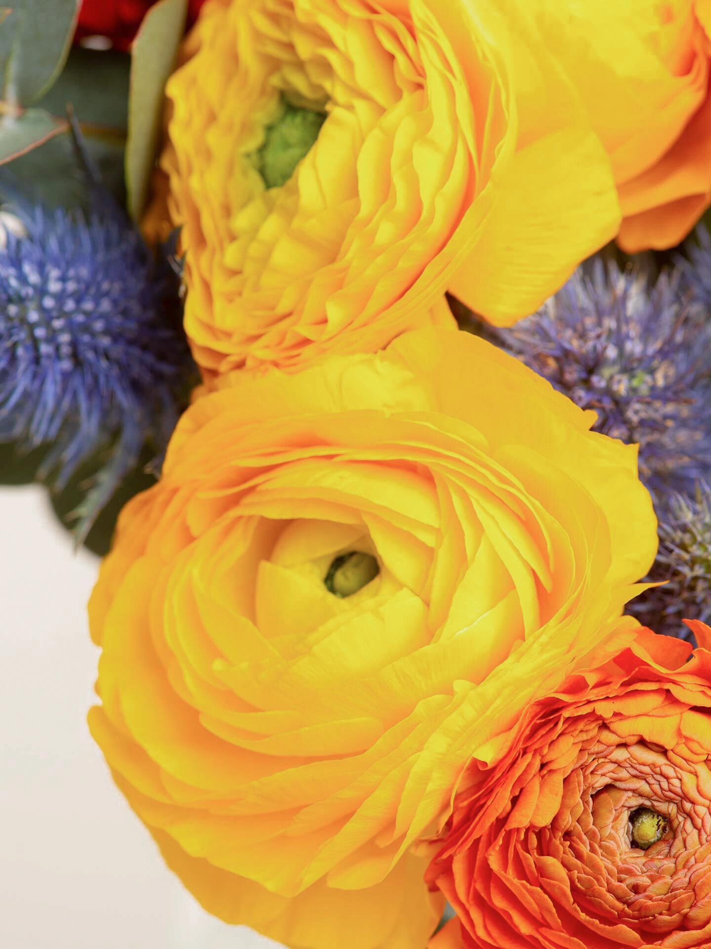 Nahaufnahme von gelben und orangefarbenen Ranunkeln, neben blauen Disteln