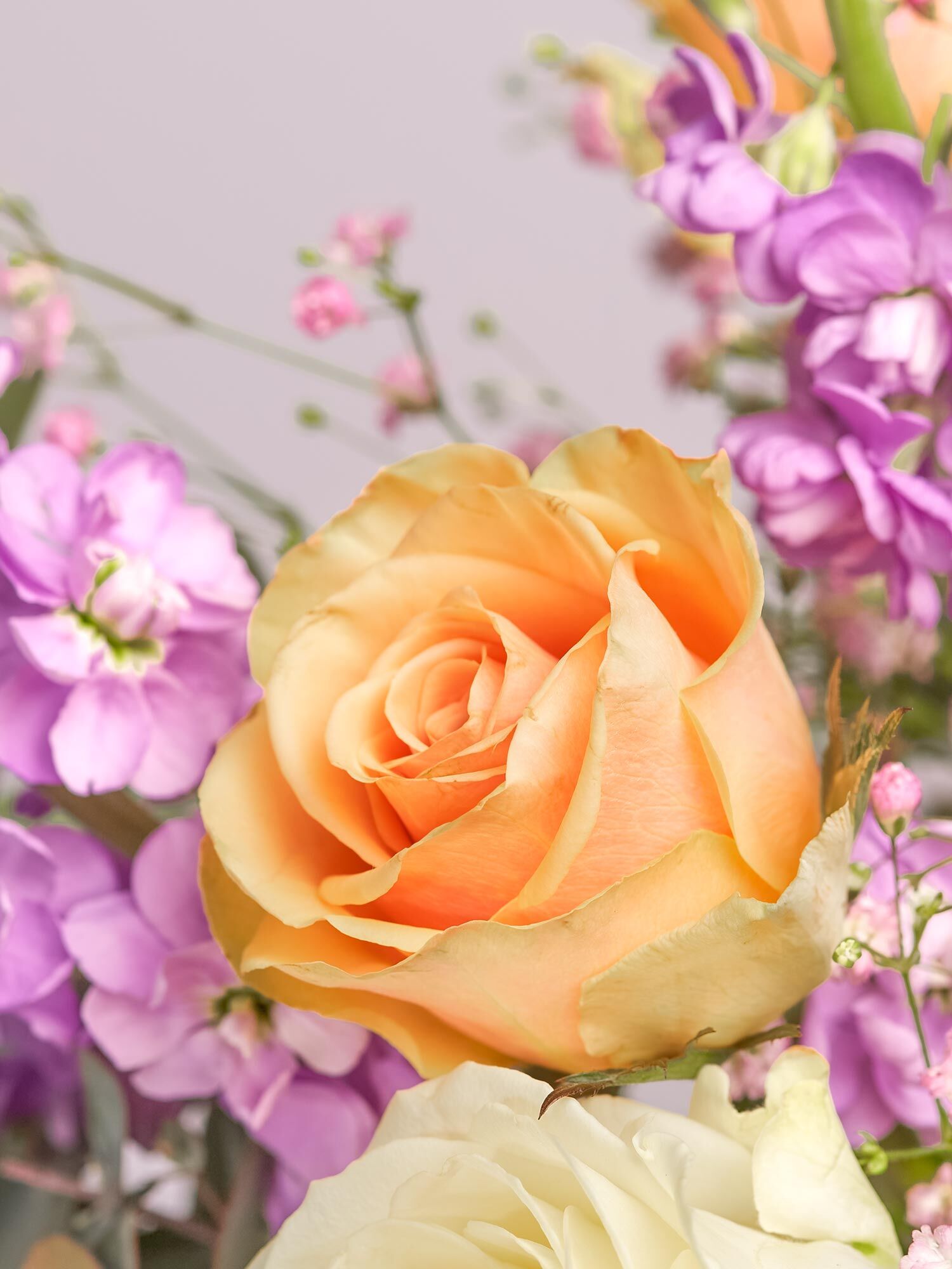 Detailaufnahme einer zartorangefarbenen Rose, umrahmt von lilafarbenen Levkojen