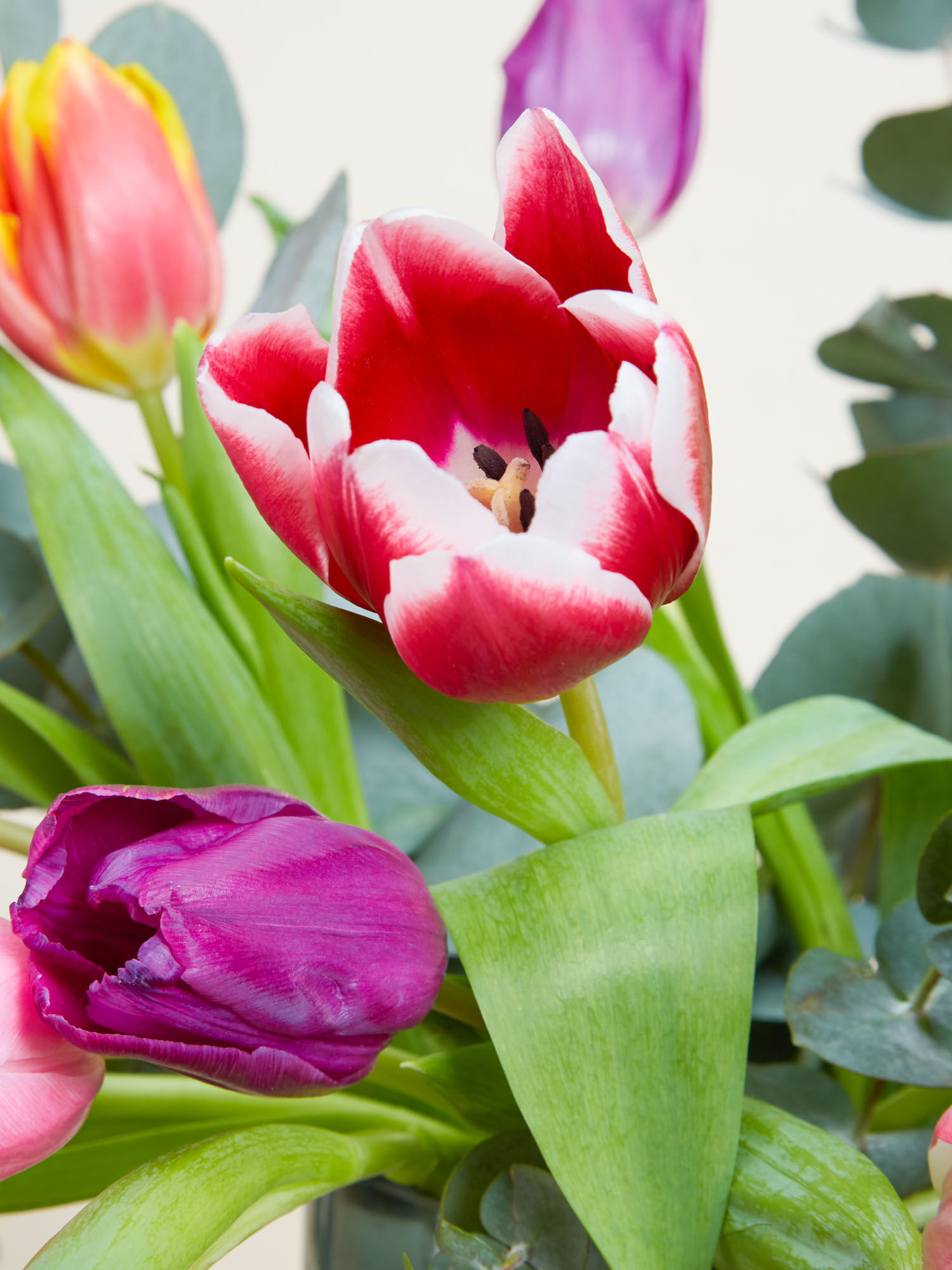 Nahaufnahme von bunten Tulpen mit grünem Eukalyptus