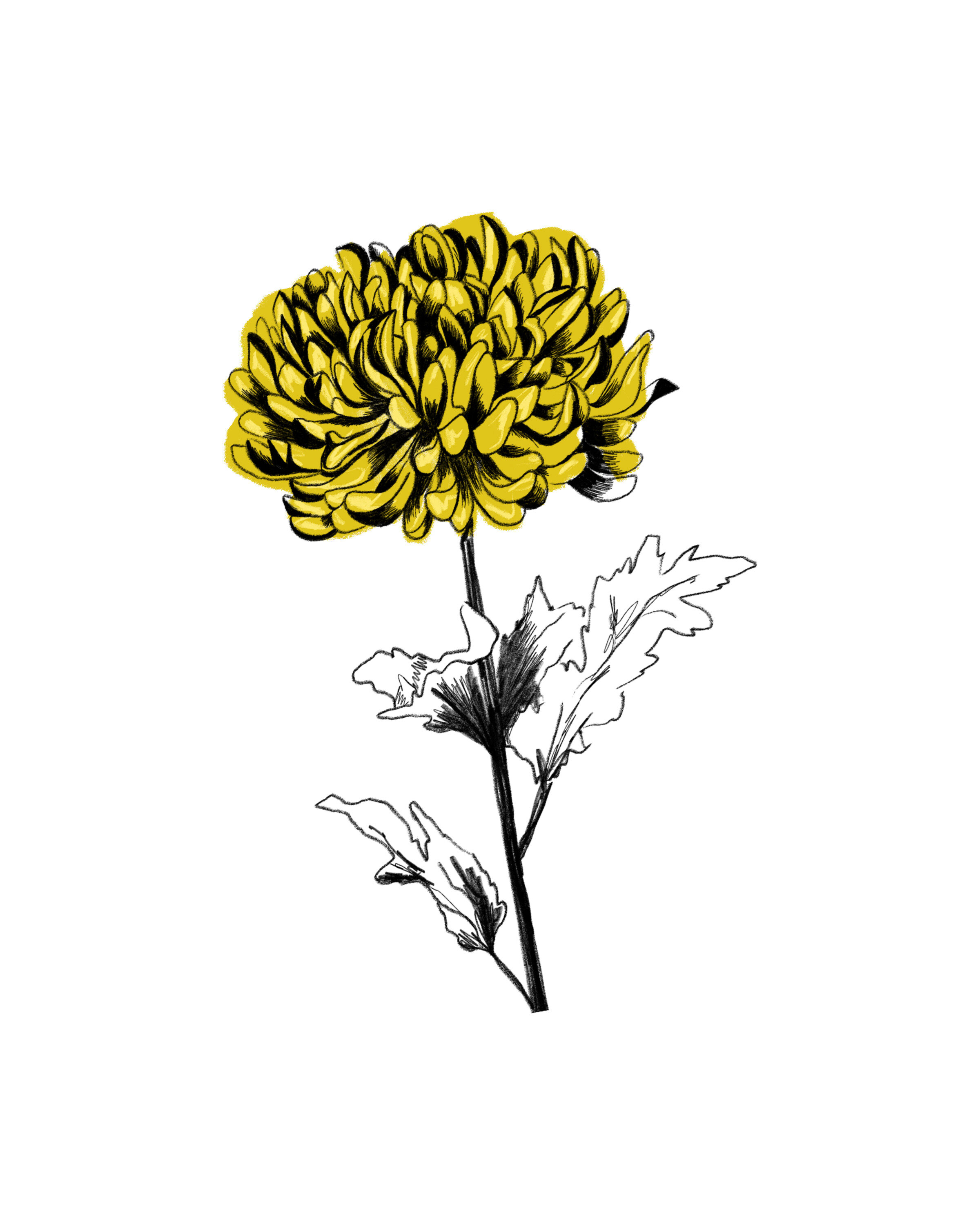 Kunst, Zeichnen, Blume, Pflanze