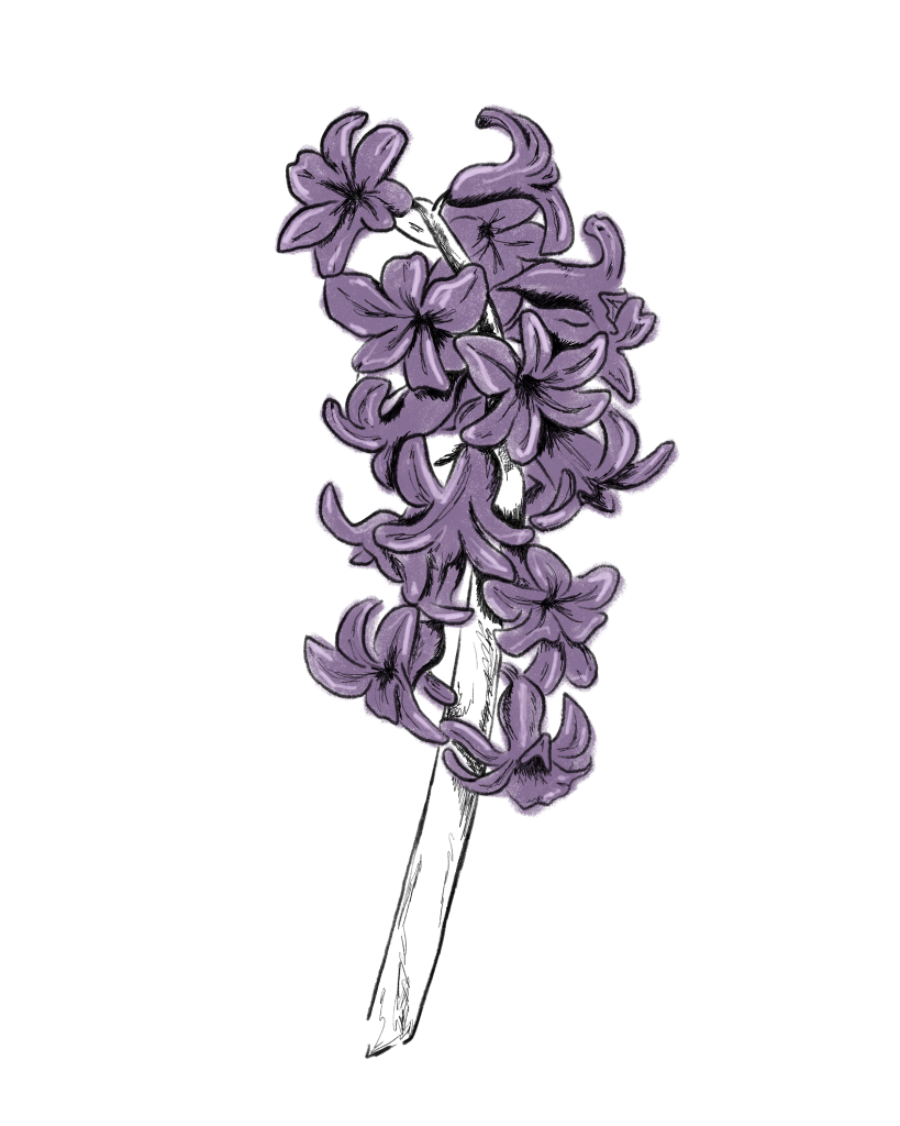 Hyazinthe