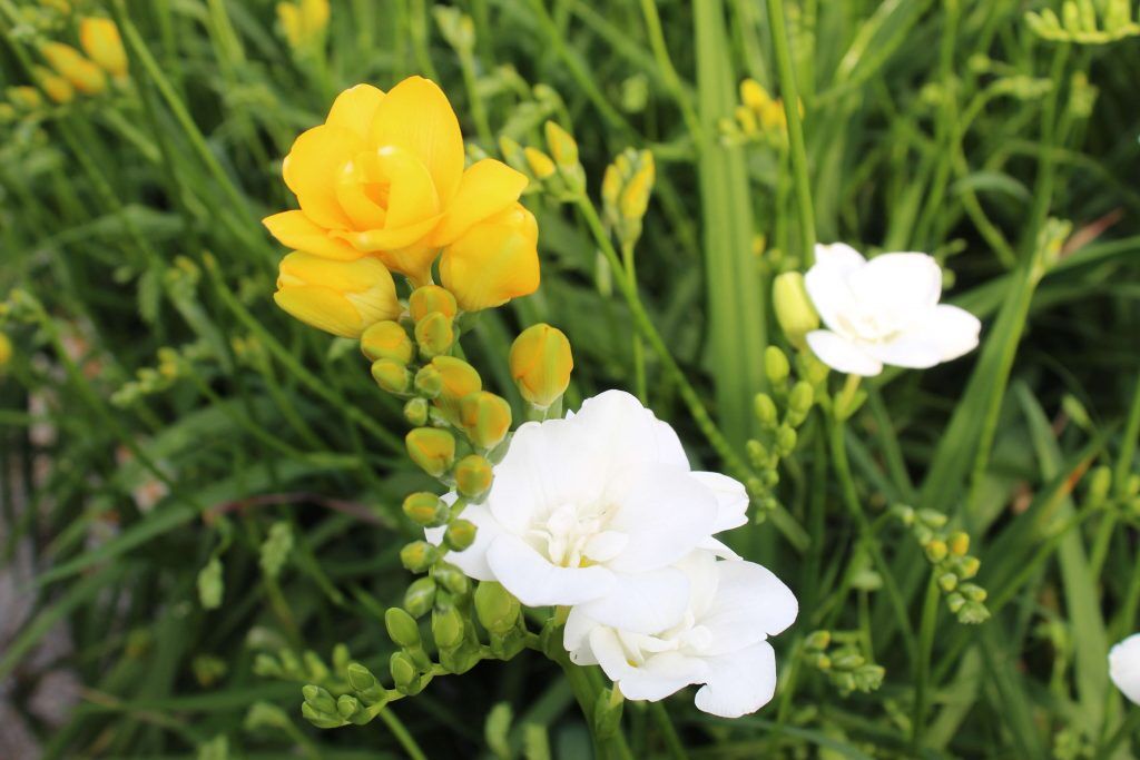 Die ersten Blüten der Freesie öffnen sich bereits