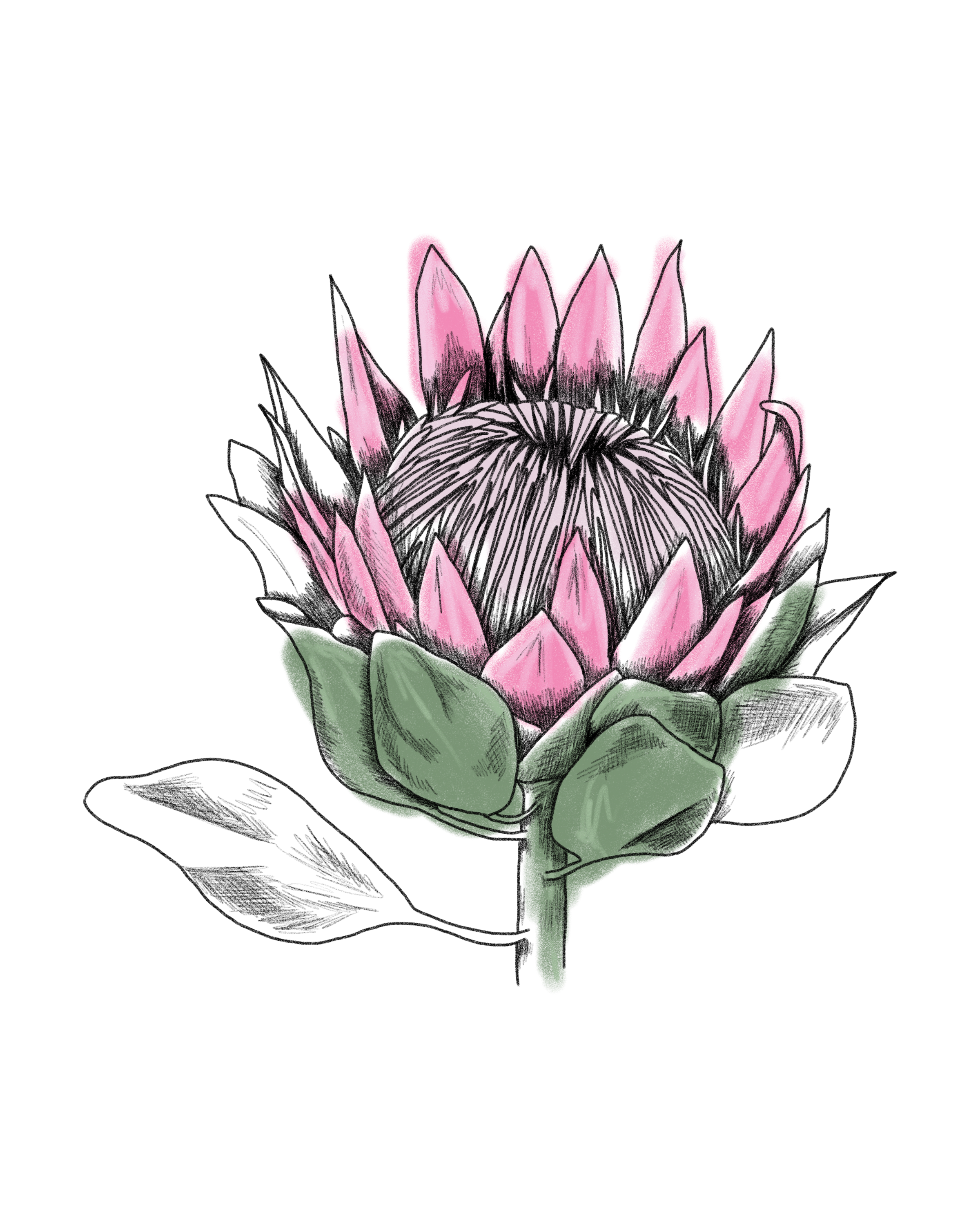 Pflanze, Blume
