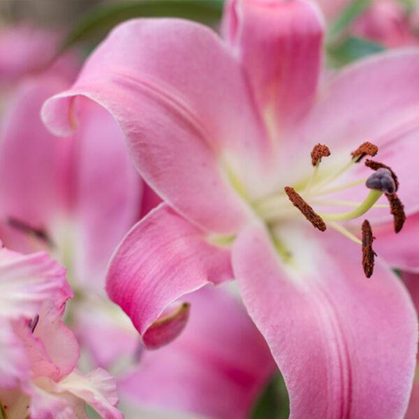 Robina Superstar: Lilien und Gladiolen in sattem Pink