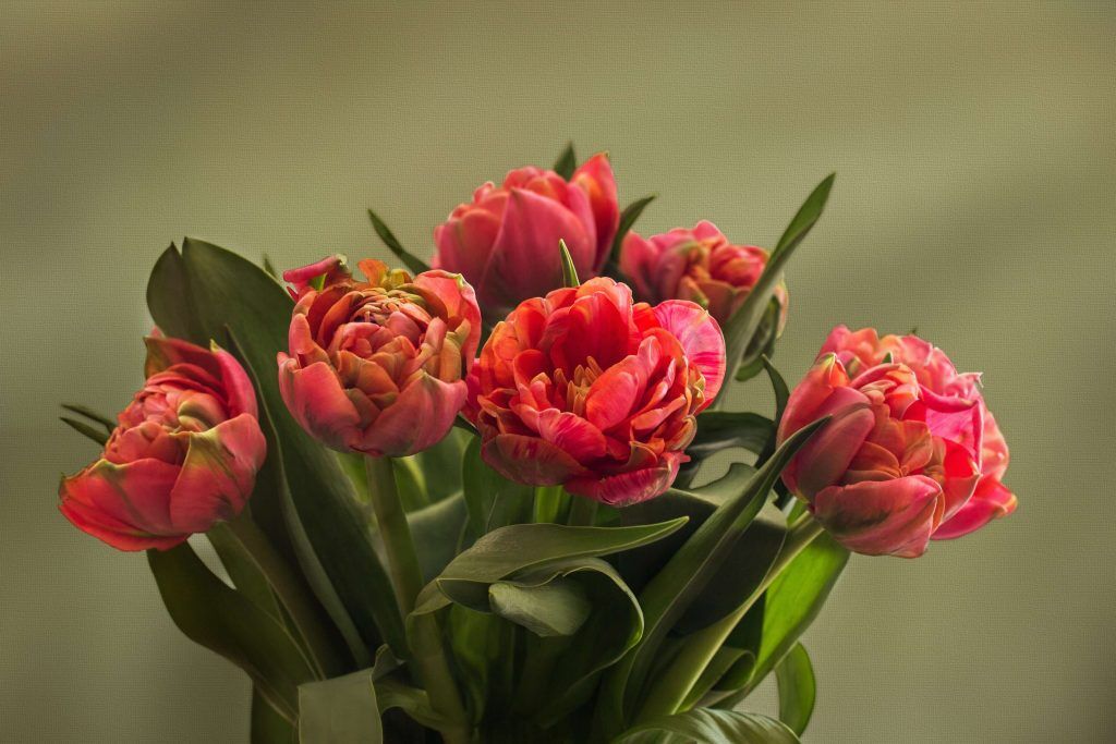 Gefüllte Tulpen