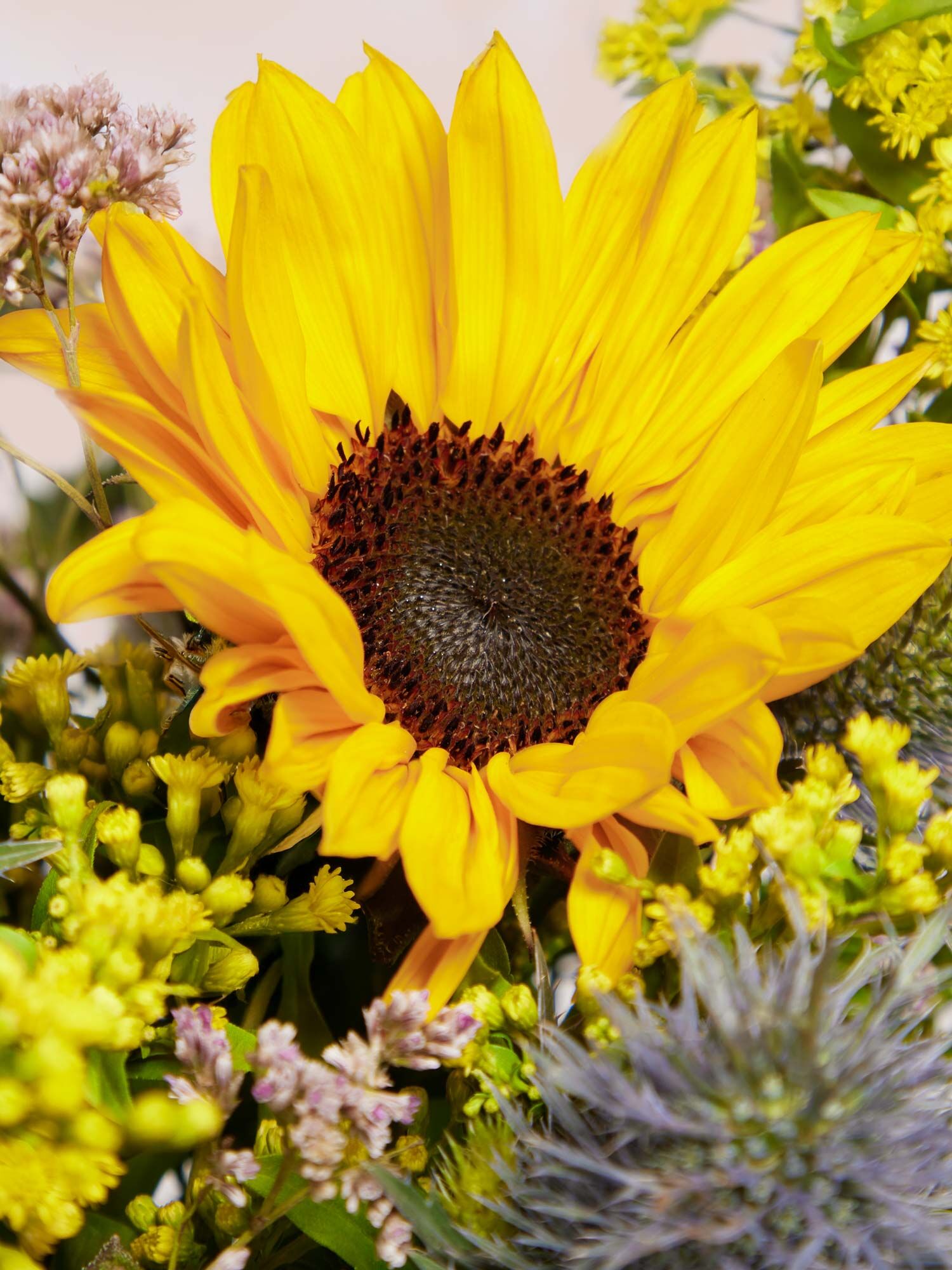 Blume, Sonnenblume, Gänseblümchen, Blütenblatt, Blumen-Arrangement