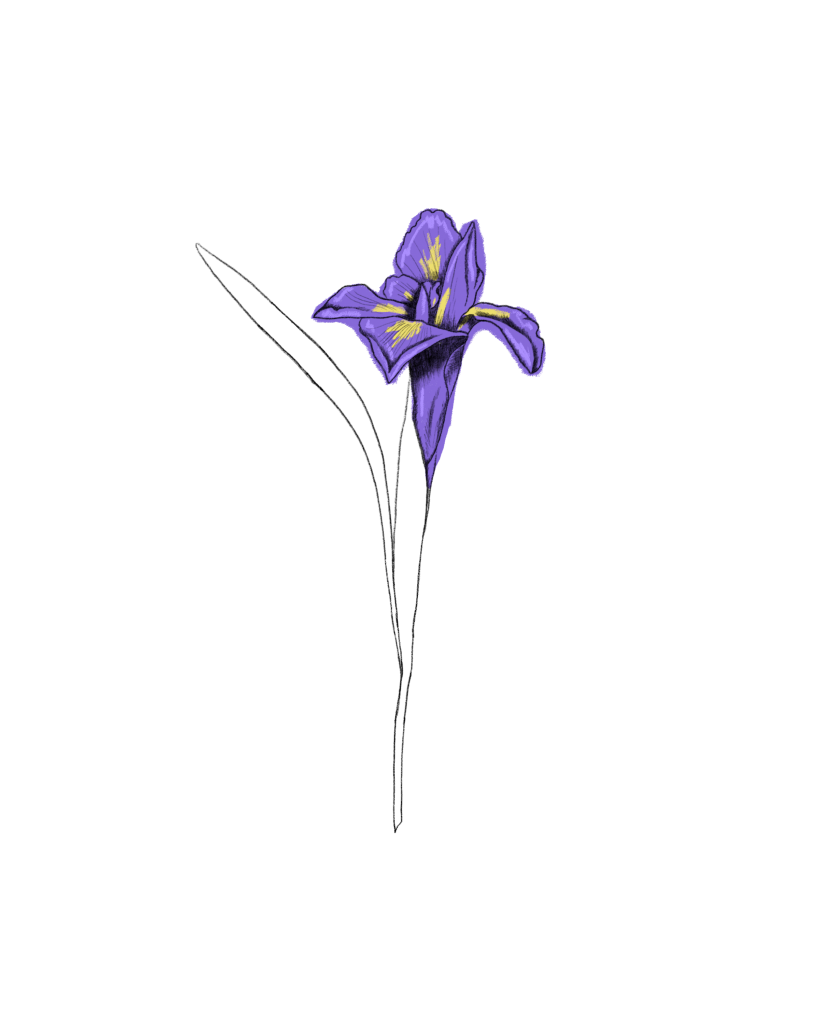 Iris im Mai
