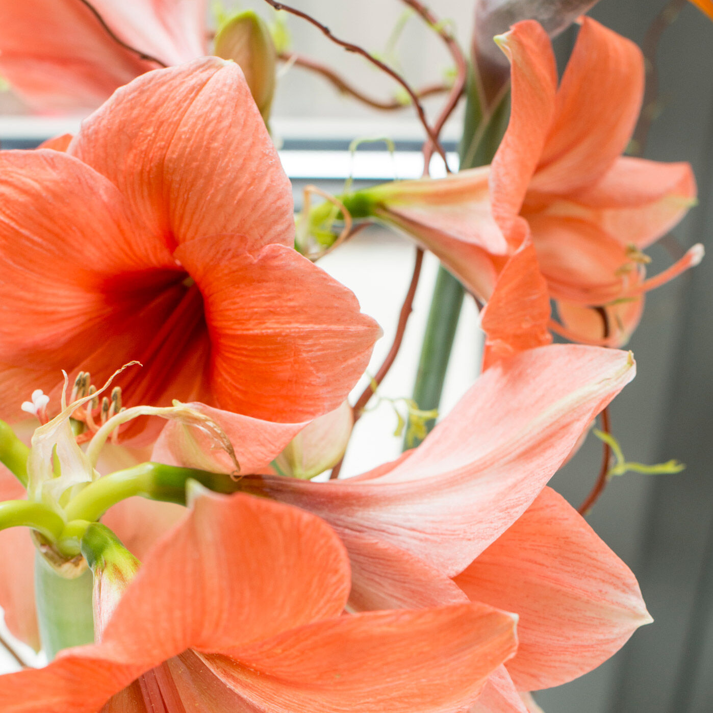 Orange Blossom: Extravagantes Bouquet aus Amaryllis, Strelitzien und Korkenzieherweide