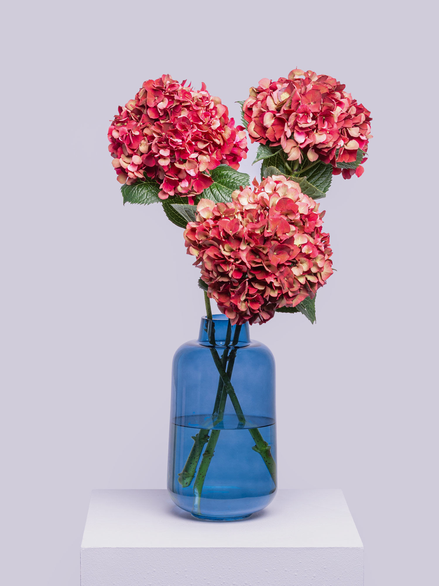 Pinke Hortensien Pinke Hortensien