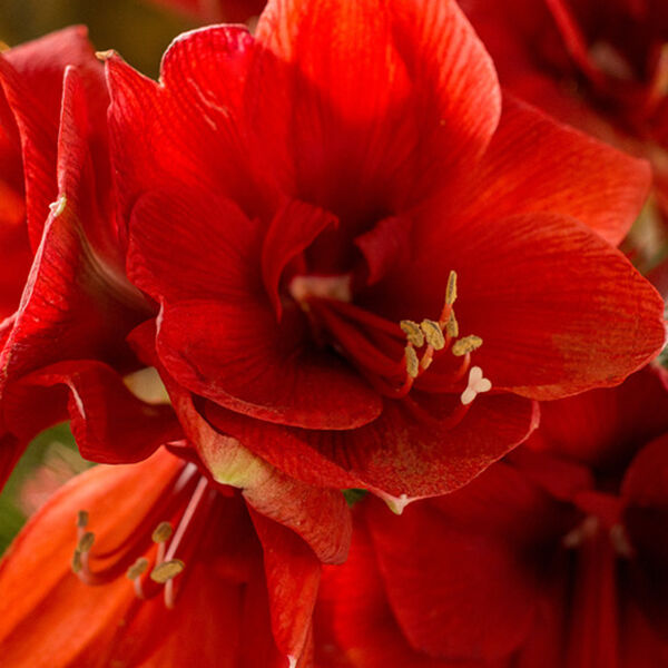 Amaryllis (Ritterstern)