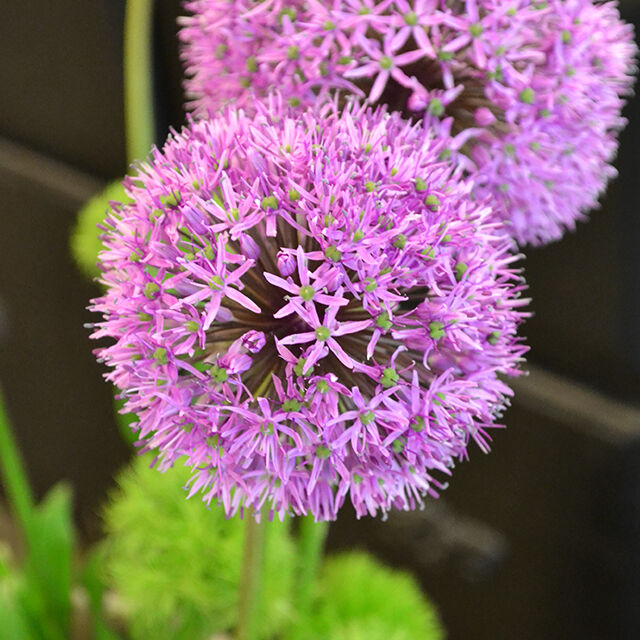 Allium (Zierlauch)