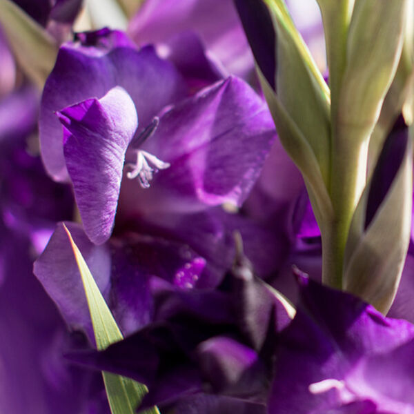 Gladiole