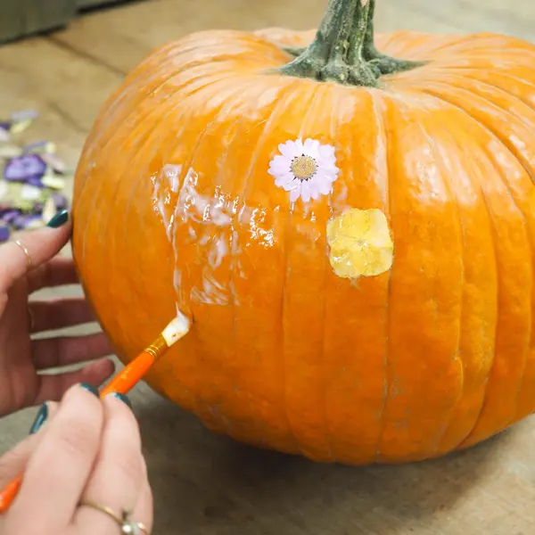 ein großer orangfarbener Kürbis, bestrichen von einem Pinsel mit Bastelkleber, auf den gepresste Blüten angebracht werden