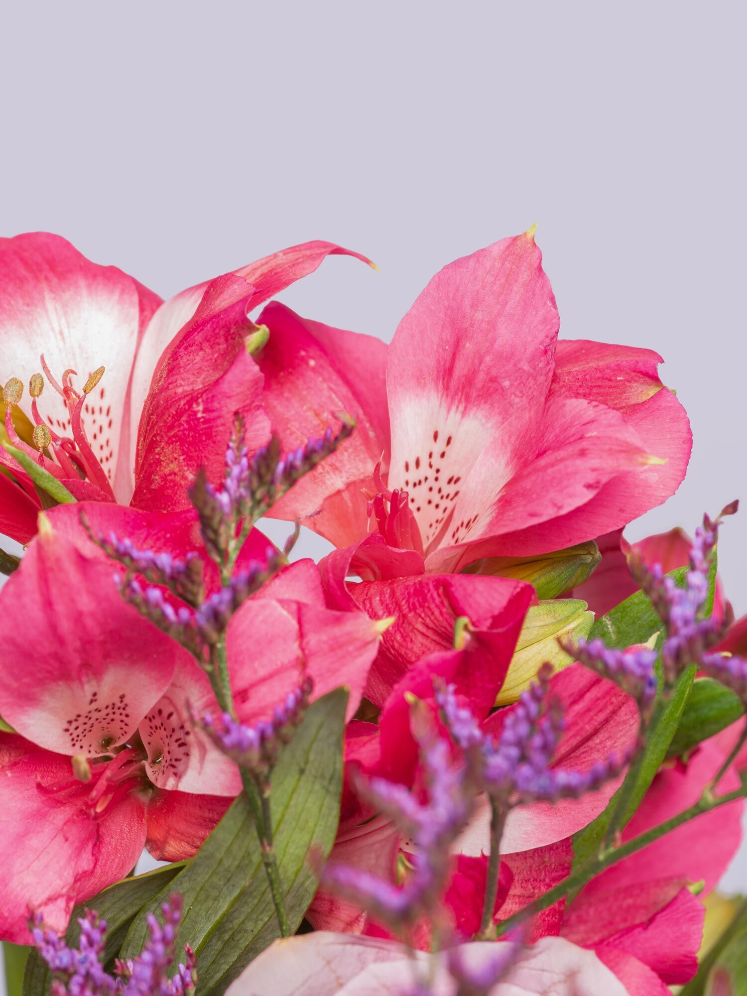 Pink Autumn Pink Autumn