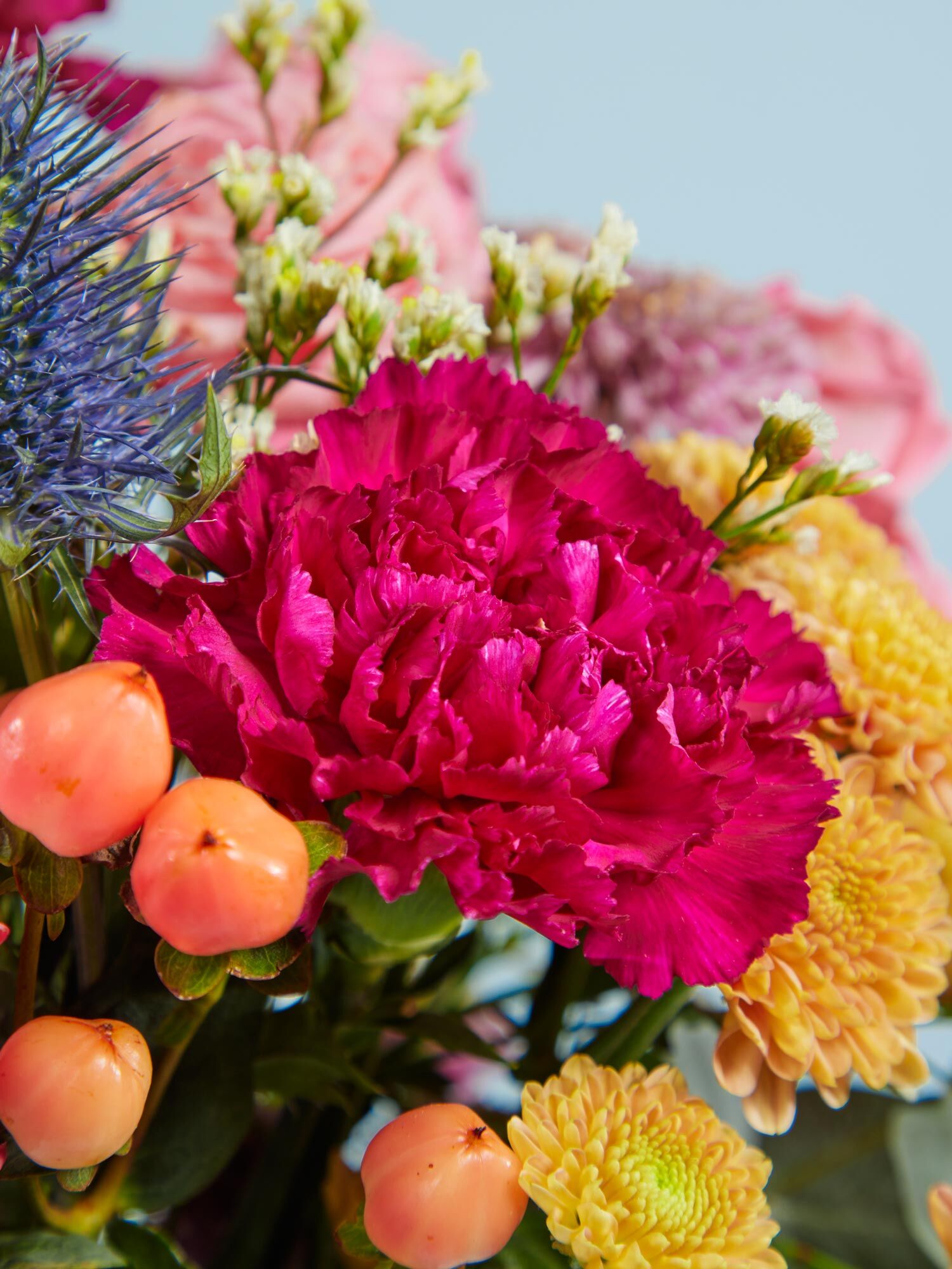 Blume, Nelke, Rose, Blumen-Arrangement, Blumenstrauß, Blume, Blumen-Arrangement, Blumenstrauß, Nelke, Blütenblatt