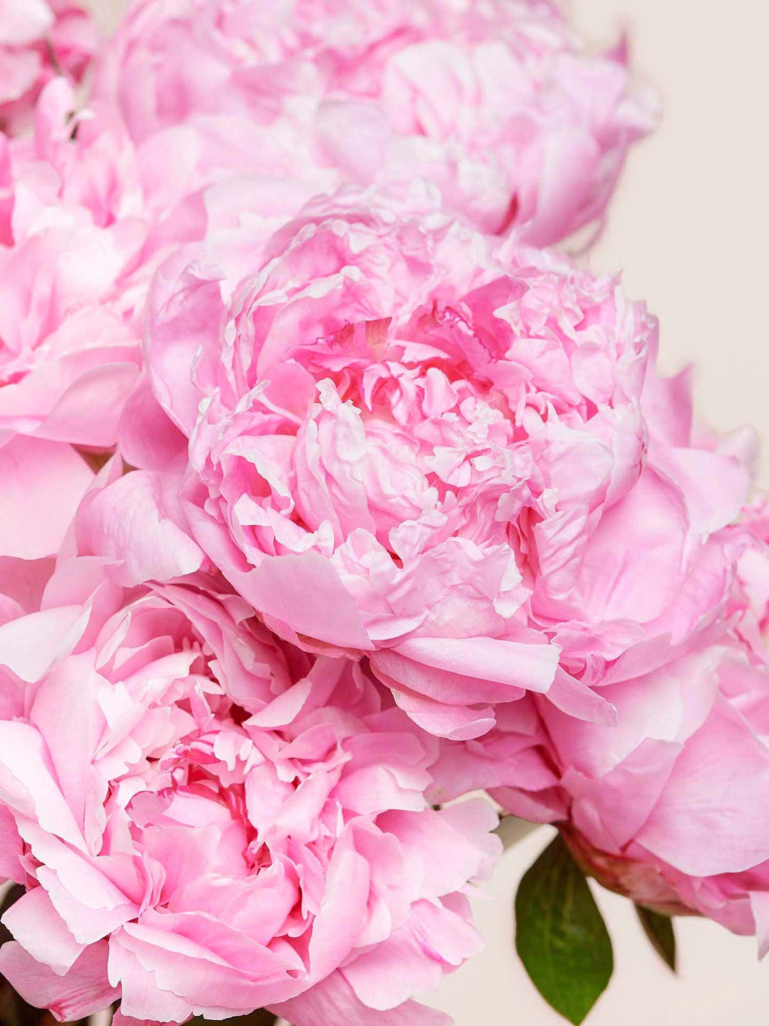 Nahaufnahme rosa Pfingstrosen