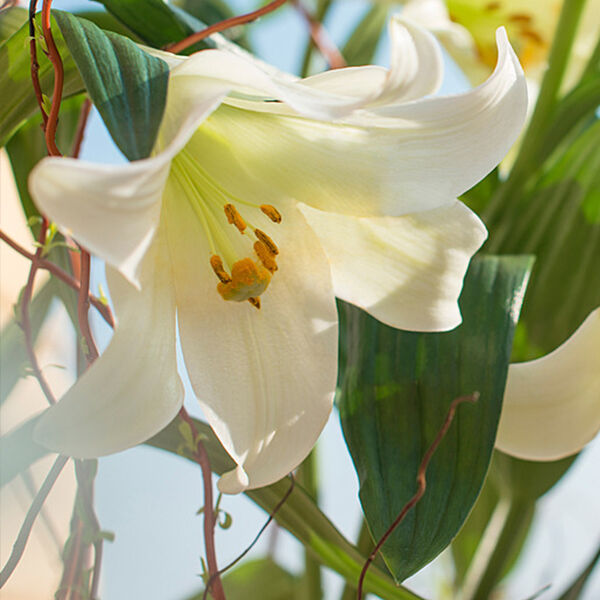 EASTER LILY