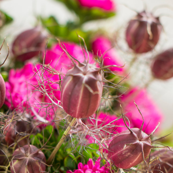 Nigella (Jungfer im Grünen)