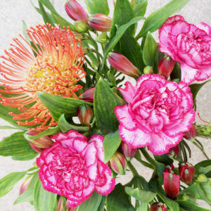 Nadelkissen, Inkalilien, Nelken