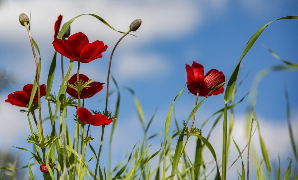 Anemonen auf einer Wiese