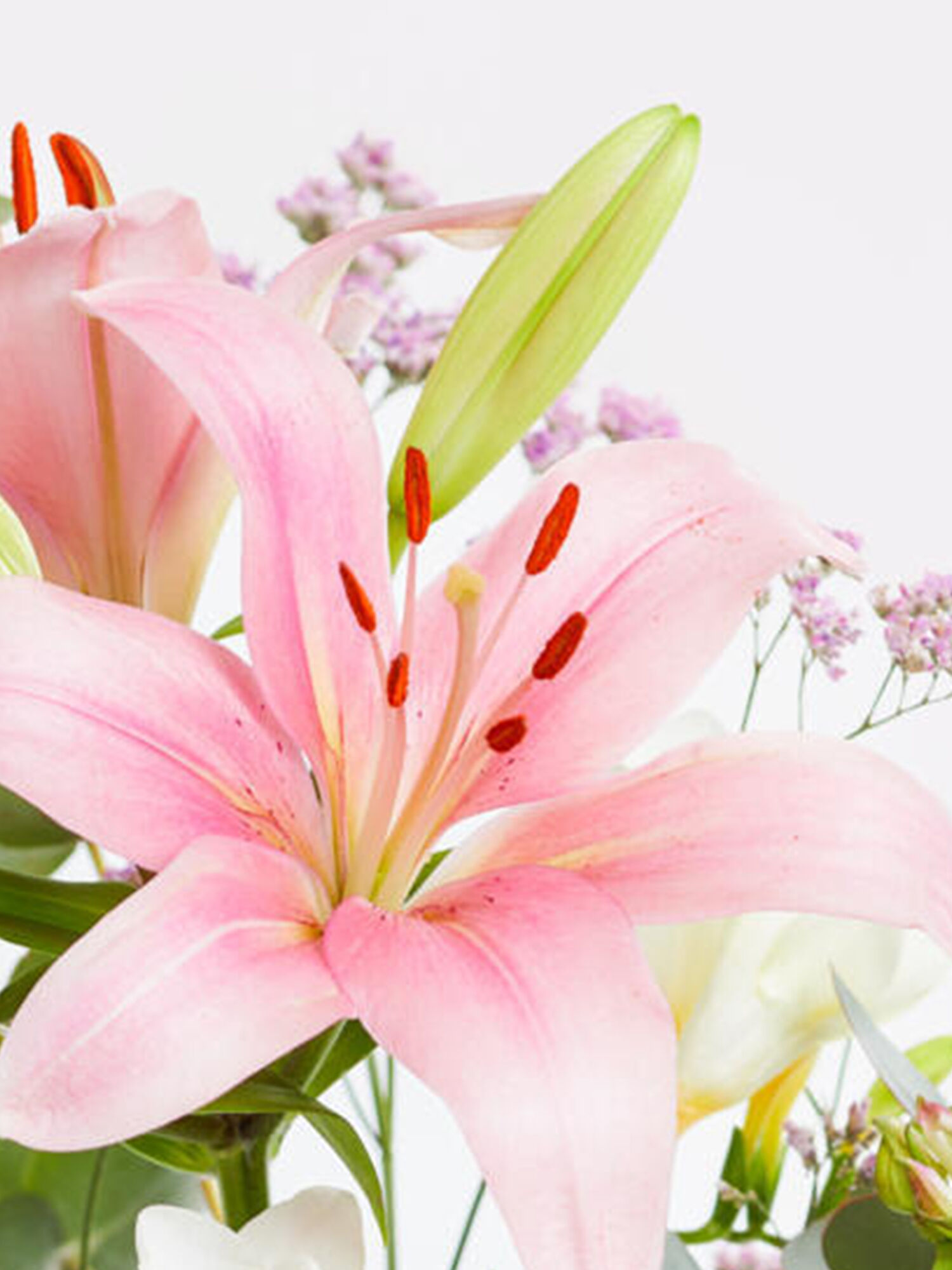 Blume, Pflanze, Eine andere, Lilie, Blütenblatt