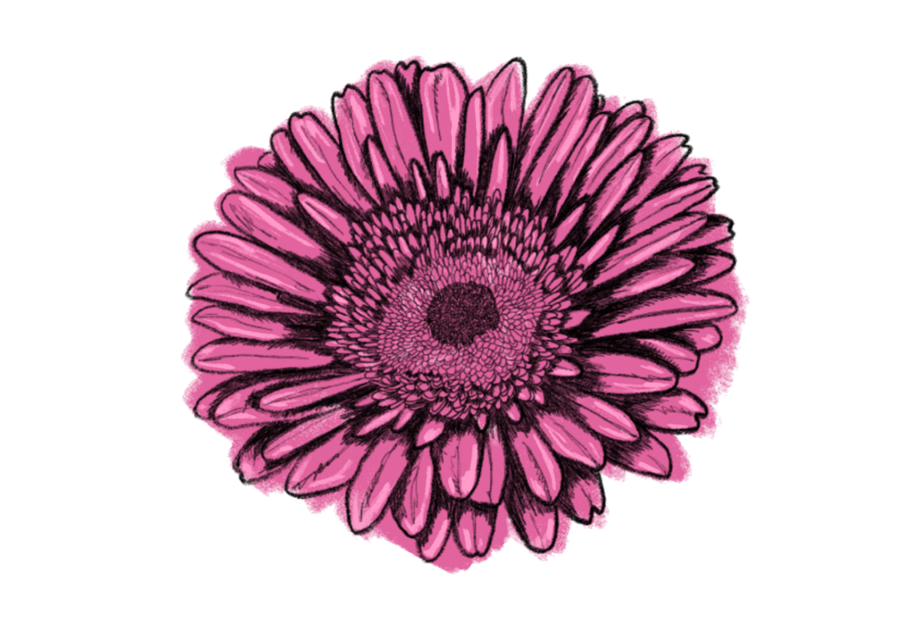 Gerbera