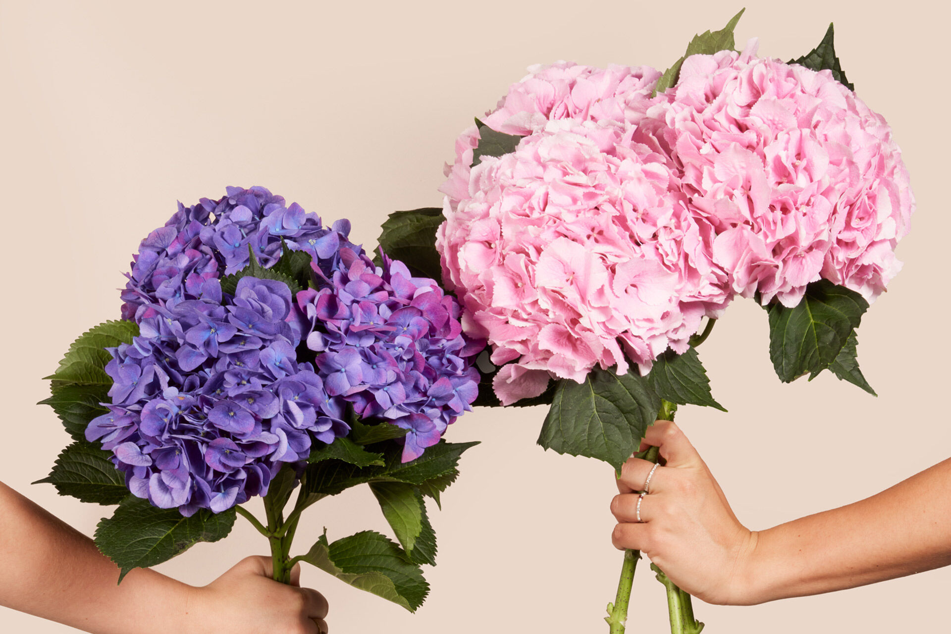 Blume, Blumen-Arrangement, Blumenstrauß, Geranie, Nelke