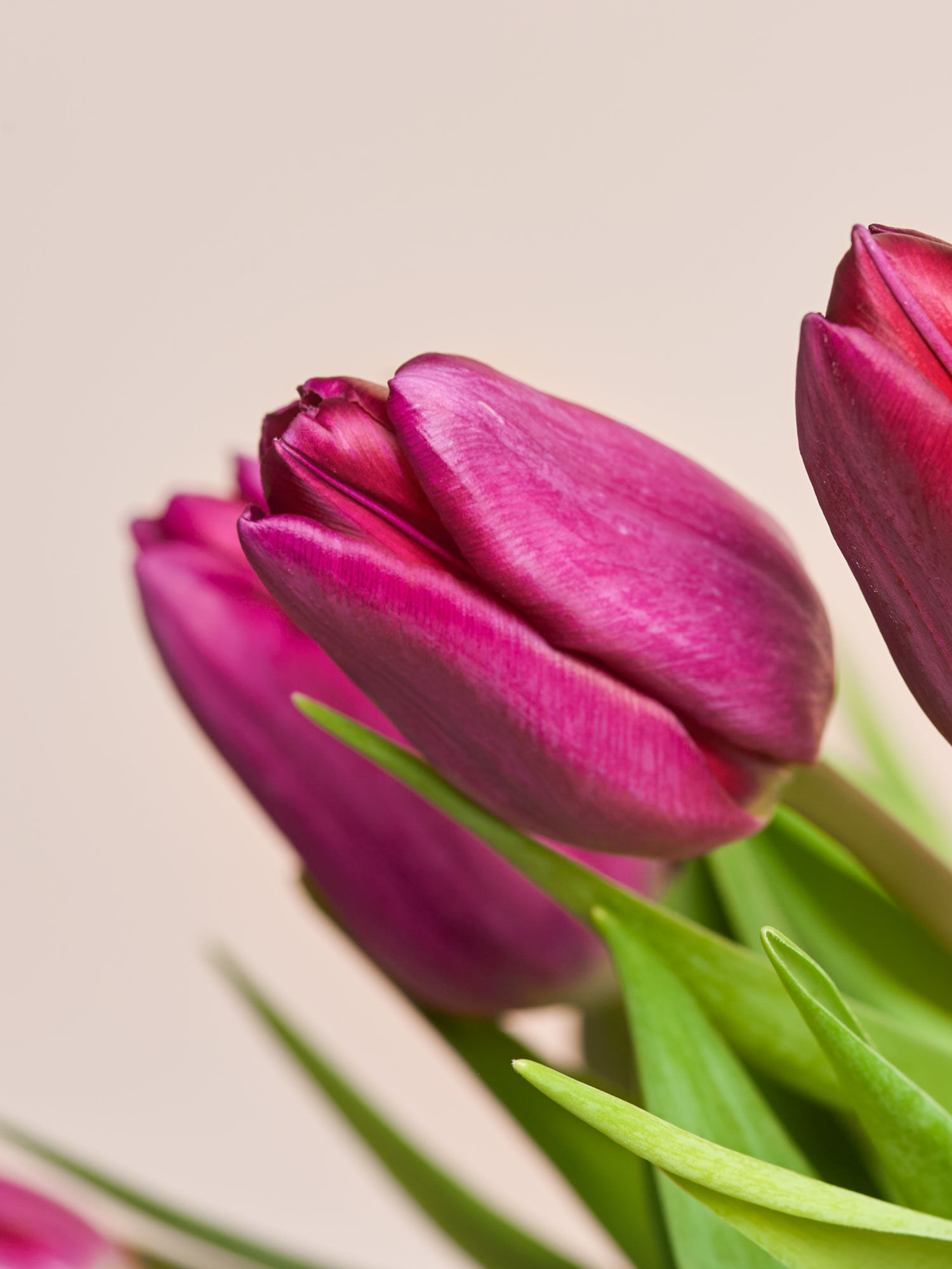 Nahaufnahme lilafarbener Tulpen vor neutralem Hintergrund