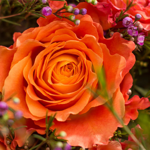 ORANGE FREE SPIRIT