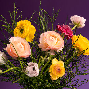 blumen-abo-ranunkeln