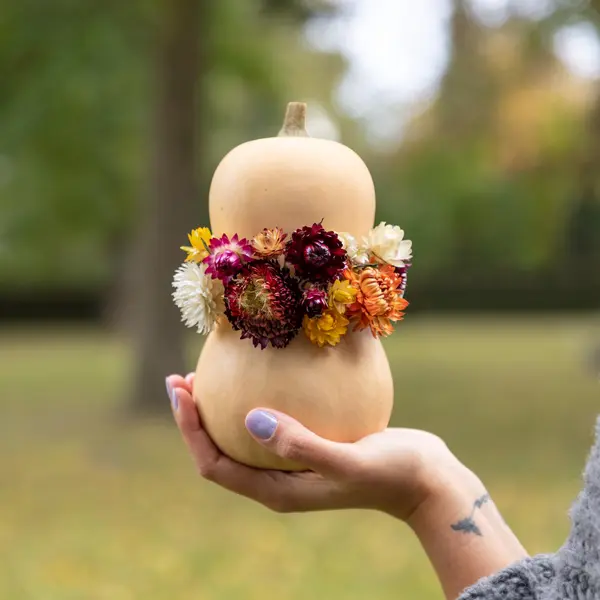 Butternut-Kürbis, der in seiner Mitte ringsum mit getrockneten Blüten versehen ist