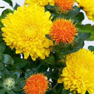 Chrysanthemen, Färberdistel