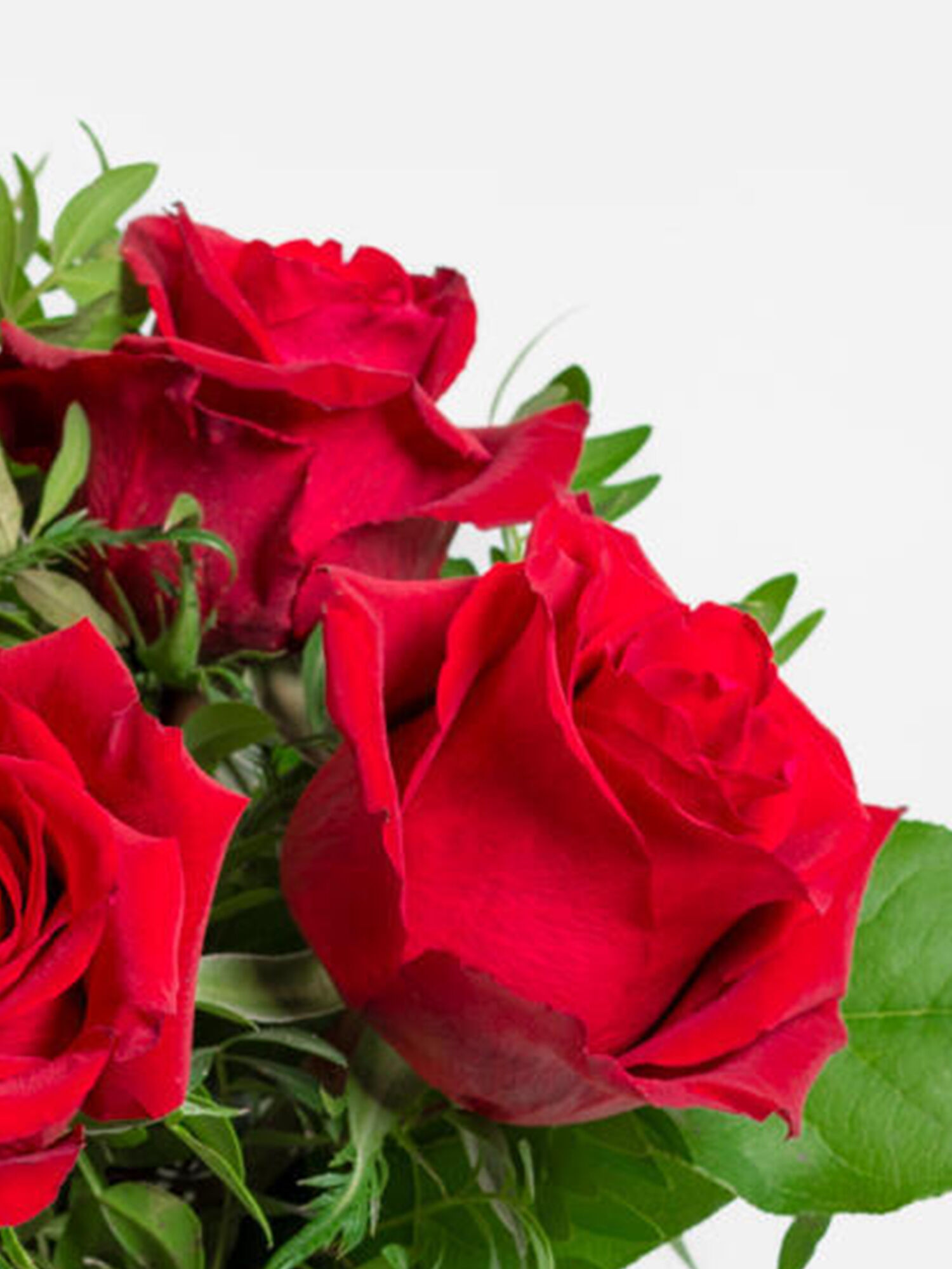 Blume, Pflanze, Rose, Blumen-Arrangement, Blumenstrauß