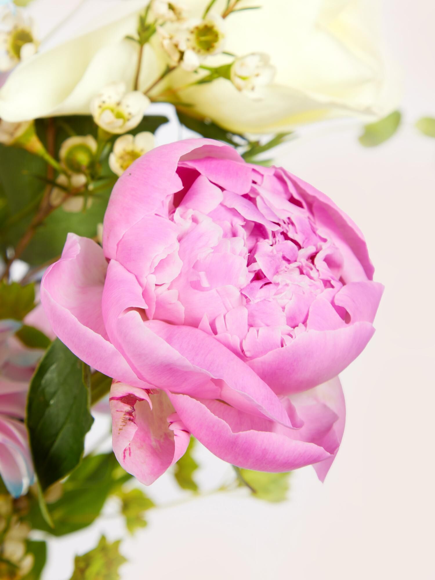 rosa Blume, Pfingstrose, Blüte, Blumenstrauß, Blütenblätter