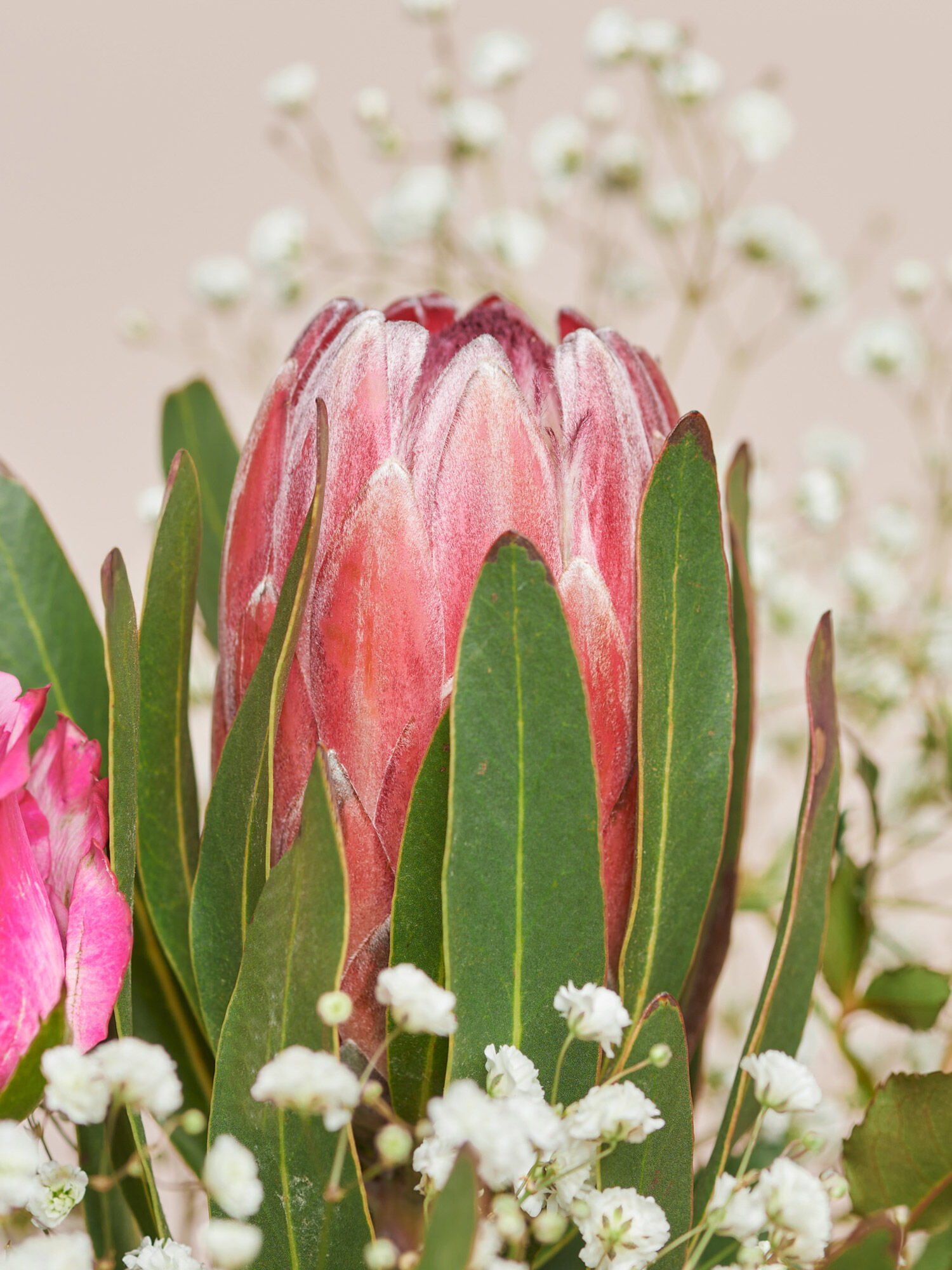 Blume, Blütenblatt, Knospe, Blumen-Arrangement, Blatt
