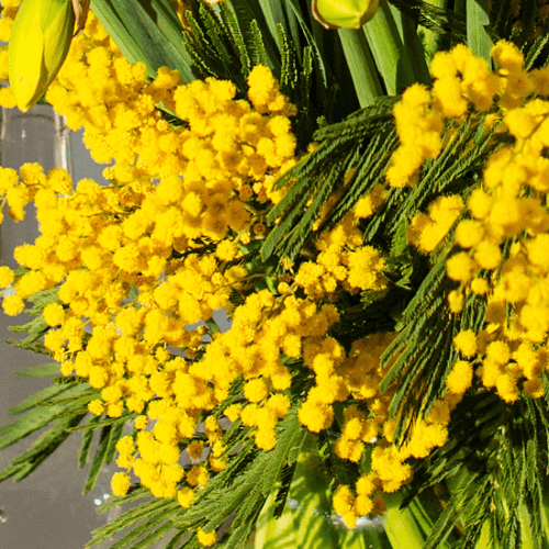 Mimose (Silber-Akazie)